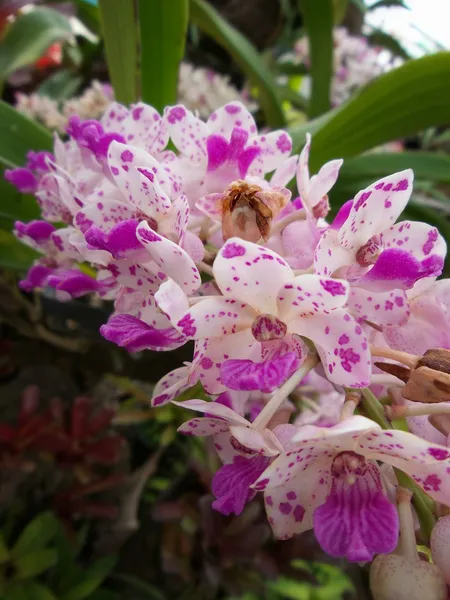 Flores de orquídea rosa — Fotografia de Stock