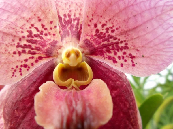 Orquídea púrpura —  Fotos de Stock