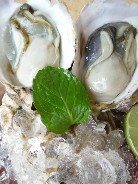 Fresh raw oysters — Stock Photo, Image