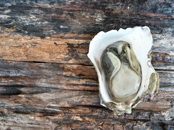 Frische rohe Austern — Stockfoto