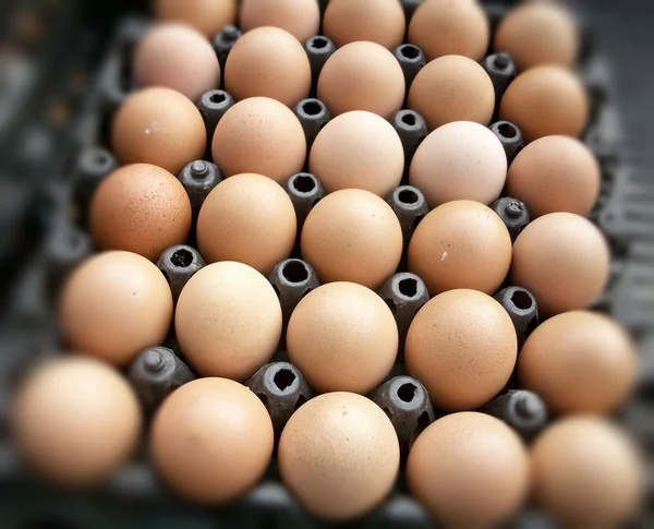 Brune æg - Stock-foto