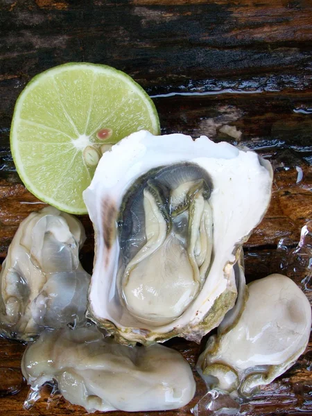 Verse rauwe oesters — Stockfoto