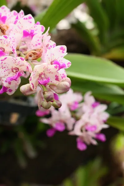 Flores de orquídea rosa — Foto de Stock