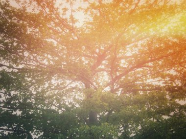 Vintage bahar ağacı 