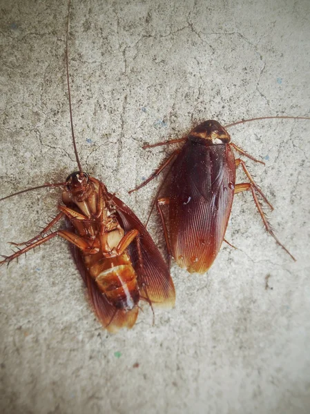 Cockroach — Stock Photo, Image