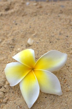 Beyaz frangipani çiçek
