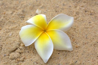 Beyaz frangipani çiçek