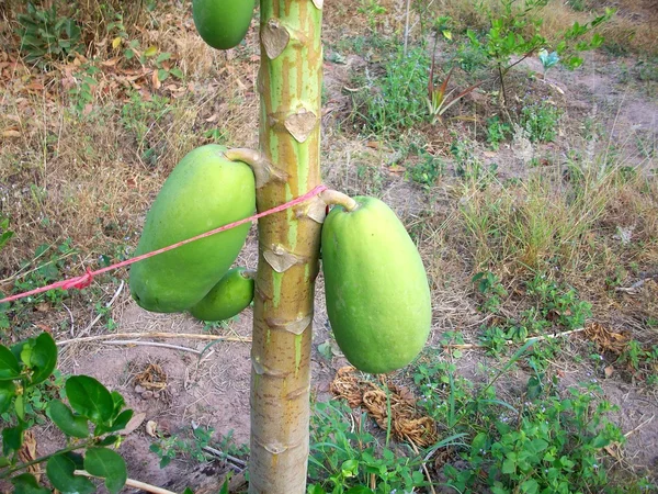 Árbol de papaya — Foto de Stock