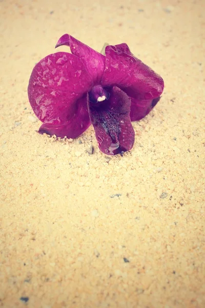 Orchideen auf dem Sand — Stockfoto