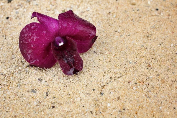 Orchideen auf dem Sand — Stockfoto