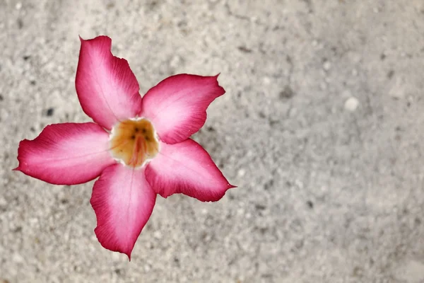 Impala Lilie Adenium - rosa Blüten auf Sand. — Stockfoto