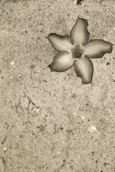 Impala lily adenium - rosa blommor på sand. — Stockfoto