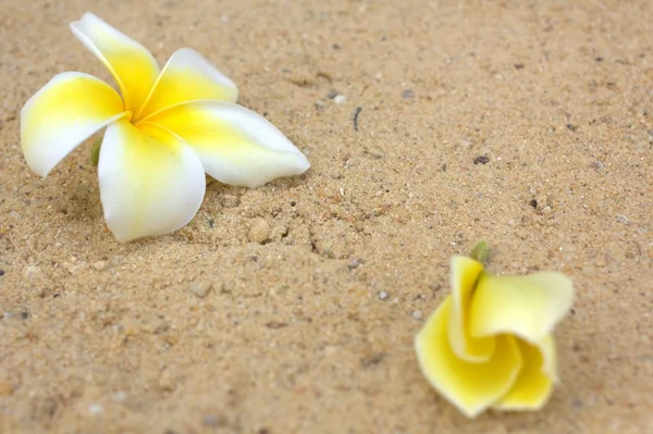 White frangipani flower — Stock Photo, Image