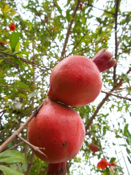 Frutti di melograno — Foto Stock