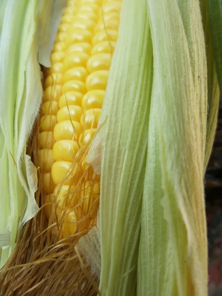 Fresh corn — Stock Photo, Image