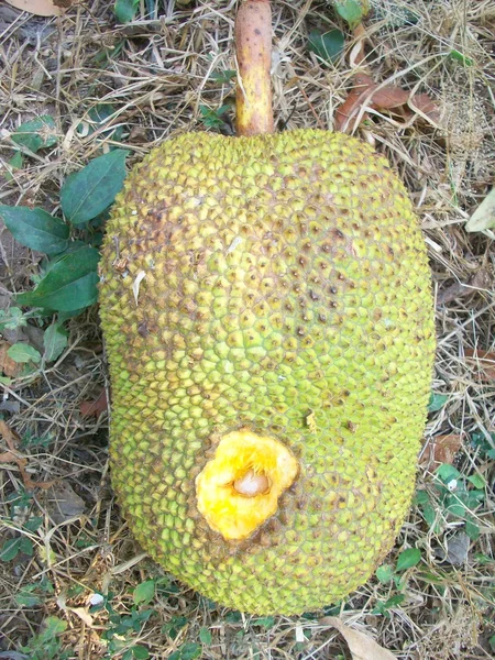 Jack Fruit — Stockfoto