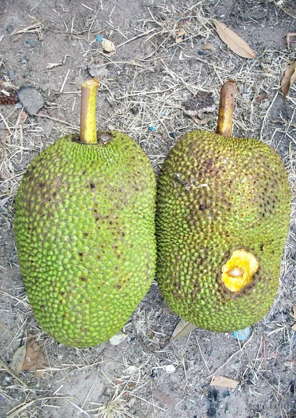 Jack Fruit — Stockfoto