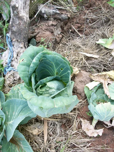 Green cabbage — Stock Photo, Image