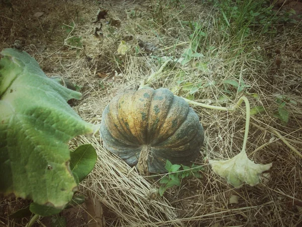 Färsk grön pumpa — Stockfoto