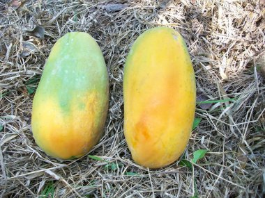 olgun papaya 