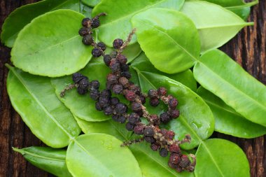 Kafir kireç yaprakları 