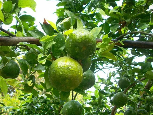 Verse rijpe oranje — Stockfoto