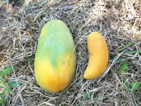 Olgun papaya — Stok fotoğraf