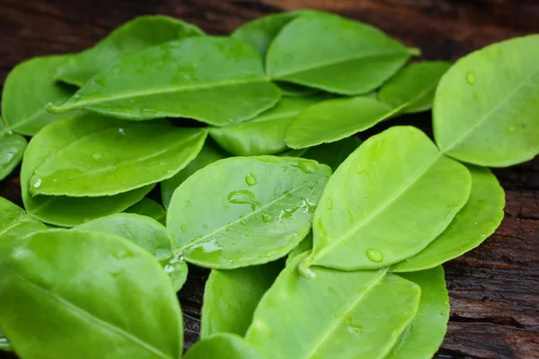 Kaffir lime leaves — Stock Photo, Image