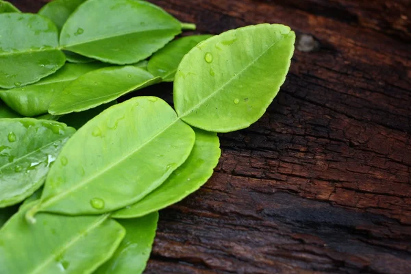 Kaffir lime leaves — Stock Photo, Image