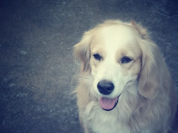 Cocker spaniel dog — Stock Photo, Image