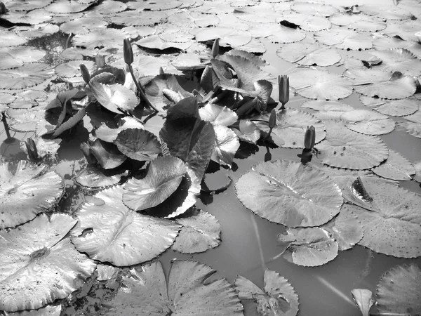 Лотос листья в пруду — стоковое фото
