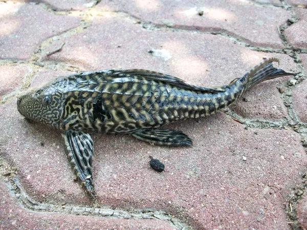 Saugfisch — Stockfoto