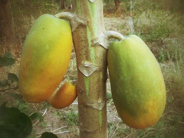 Rijp papaya — Stockfoto