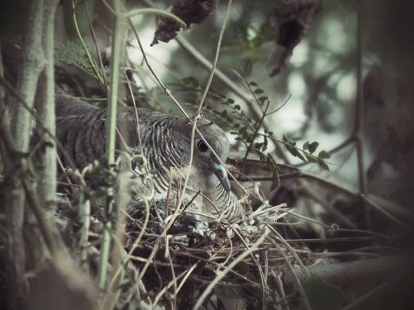 Pigeon in a nest . — Stock Photo, Image