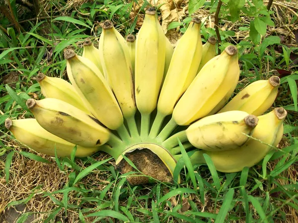 Plátano maduro — Foto de Stock