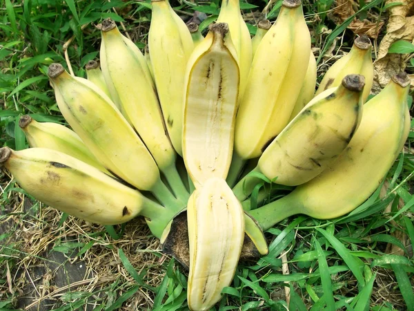 Ripe banana — Stock Photo, Image