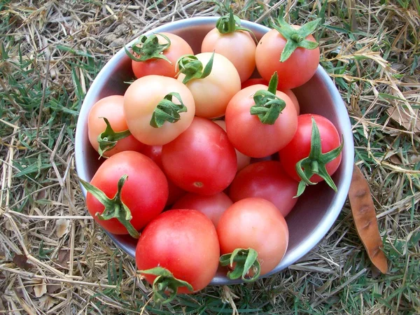 Färska tomater — Stockfoto