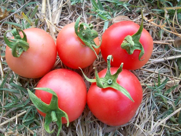 Färska tomater — Stockfoto