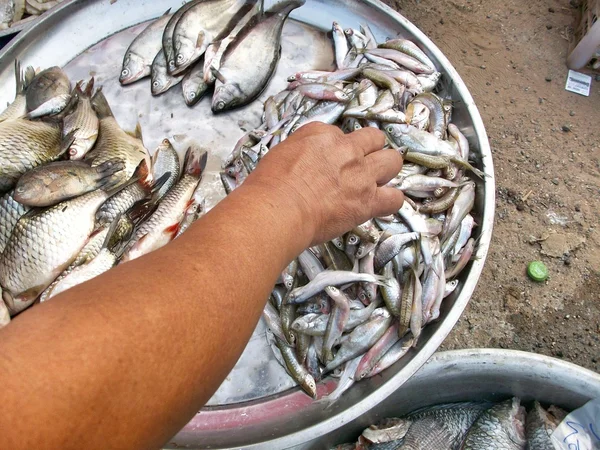 Frischer Fisch — Stockfoto