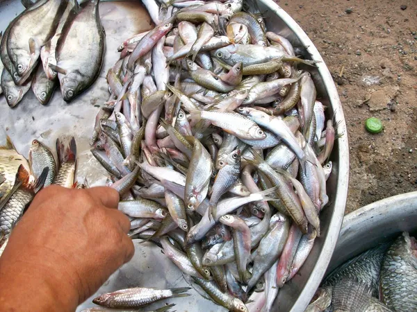 Pescado fresco — Foto de Stock