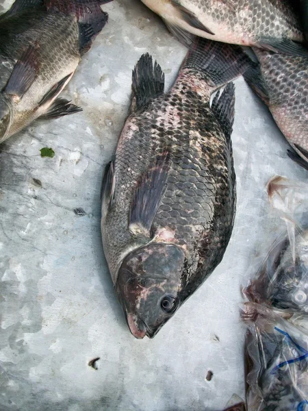 Frischer Fisch — Stockfoto