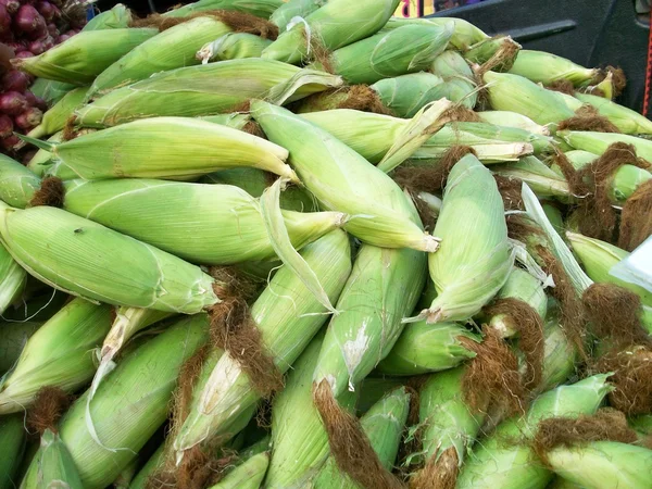 Fresh corn — Stock Photo, Image