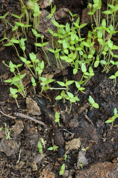 Plants on soil — Stock Photo, Image