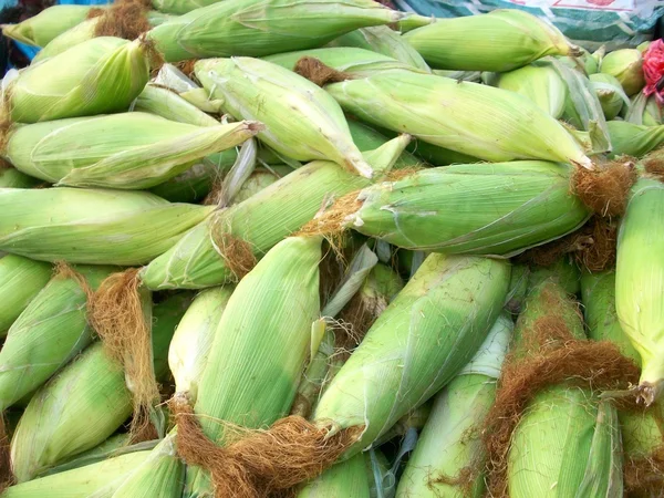 Fresh corn — Stock Photo, Image