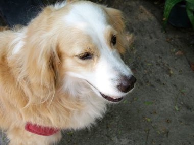 Cocker spaniel köpek