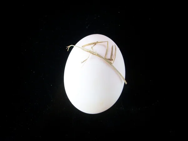 White eggs — Stock Photo, Image