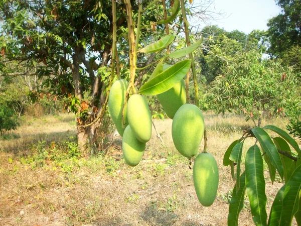 Mango — Zdjęcie stockowe