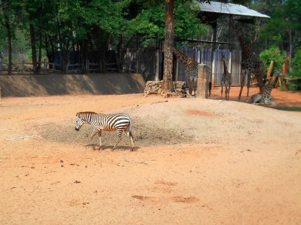 Zebra. — Fotografia de Stock