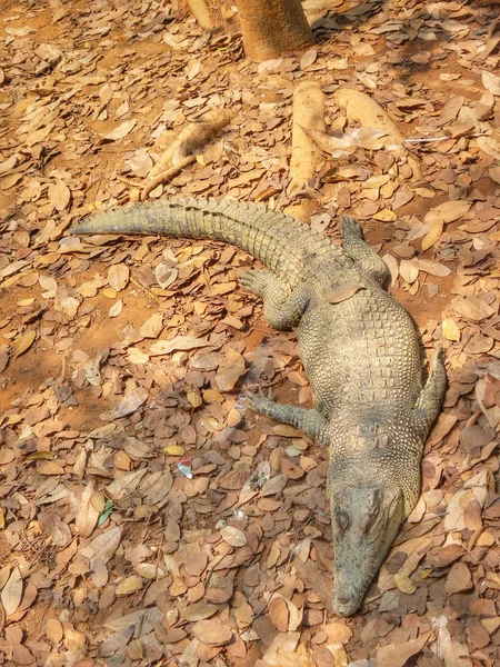 Coccodrillo — Foto Stock