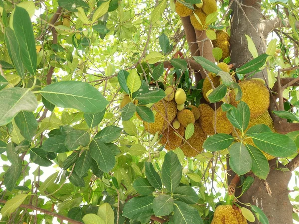 Jack Fruit — Stockfoto